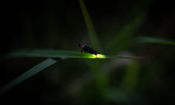 夜觀螢火蟲