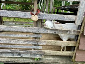 東南植物樂園