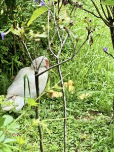 東南植物樂園