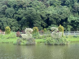 蝶豆花園